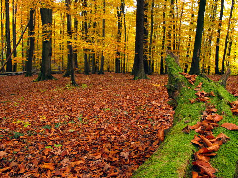 Fallen Log in Forest — Yellow, Serene