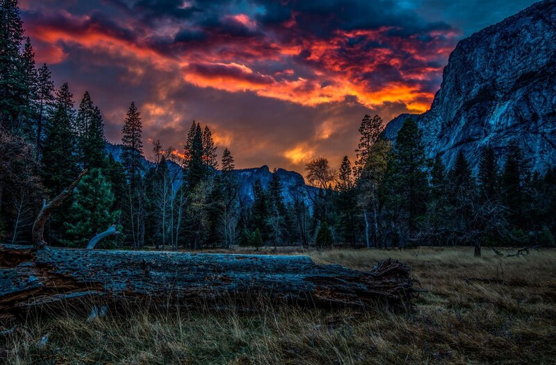 Fallen Log in Meadow