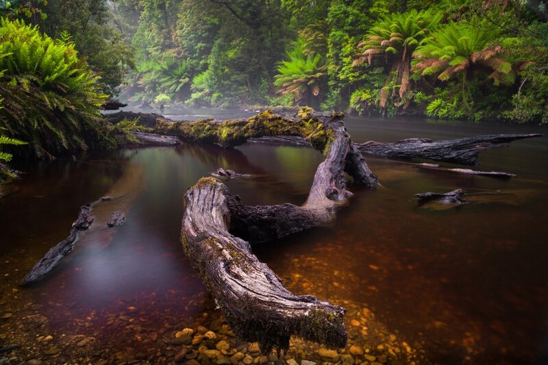 Fallen Log in River — Green