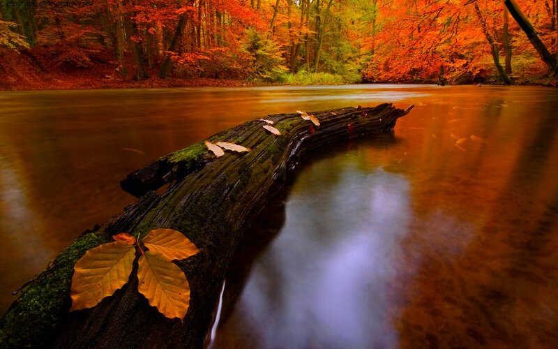Fallen Log in River