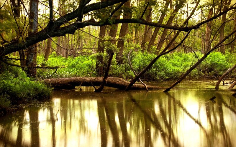 Fallen Log in Swamp
