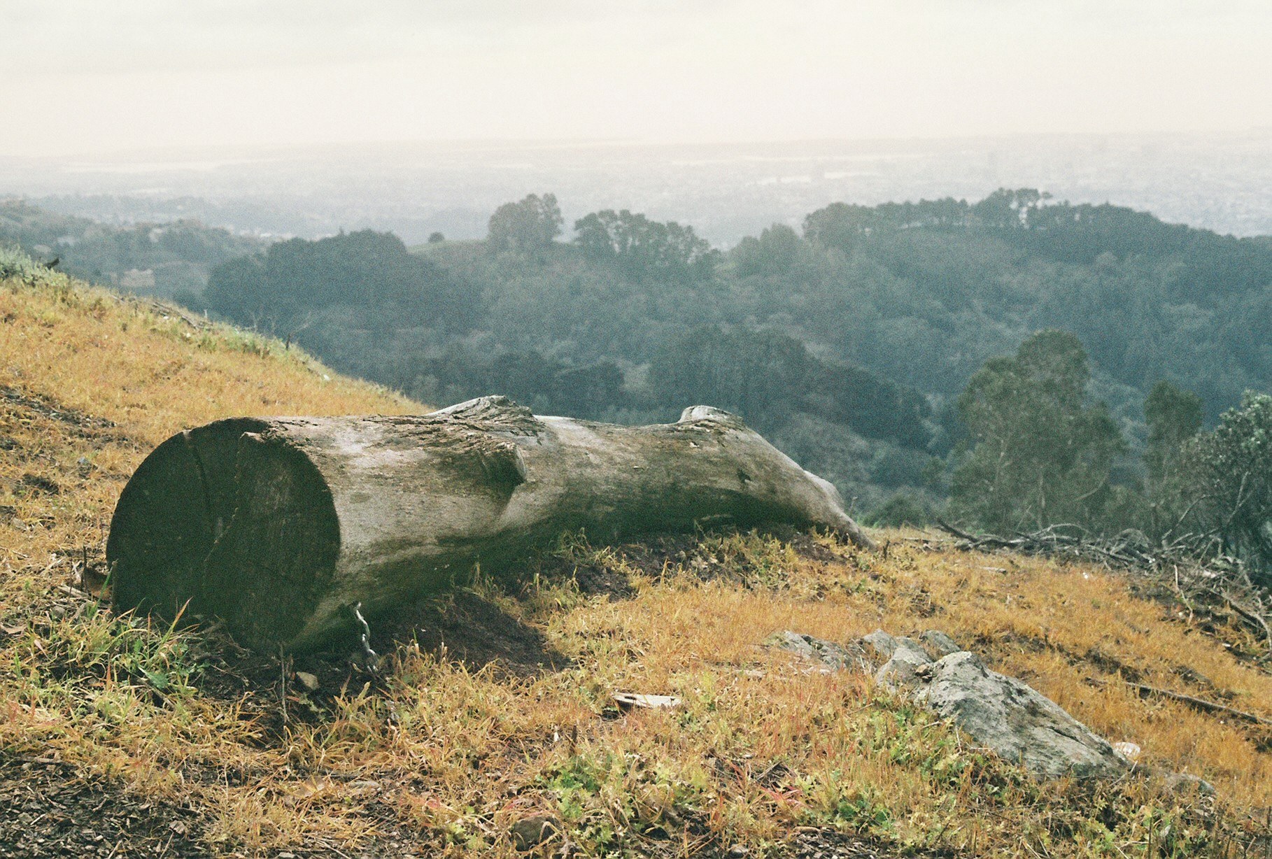 Fallen log on a hillside