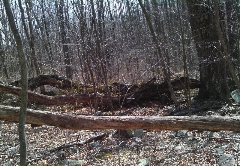 Fallen Logs in Forest — Brown, Natural