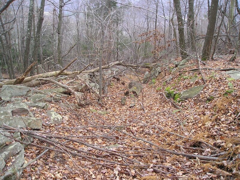 Fallen Logs in Forest — Brown