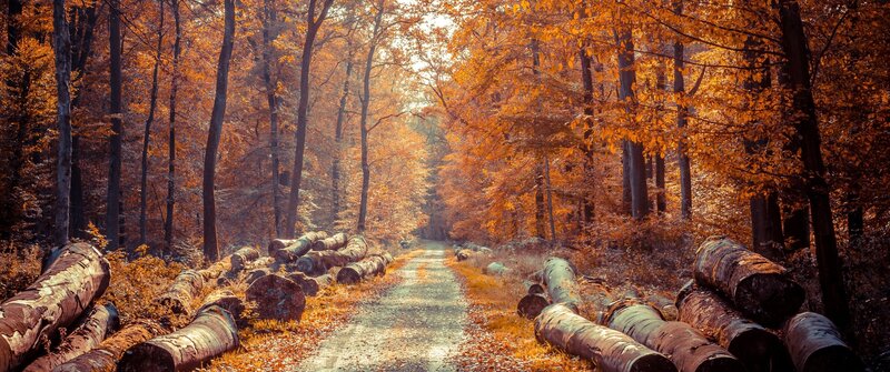 Fallen Logs in Forest — Orange, Serene