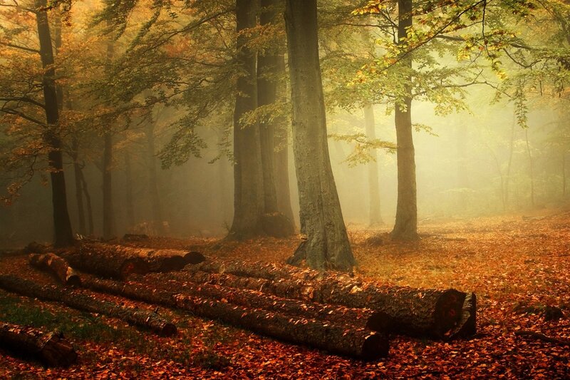 Fallen Logs in Forest — Orange