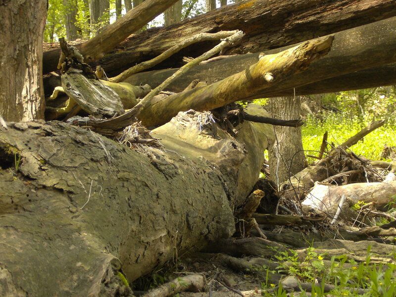 fallen logs in forest