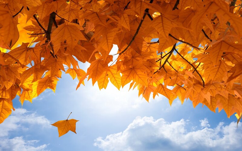 Fallen Maple Leaf — Orange, Serene
