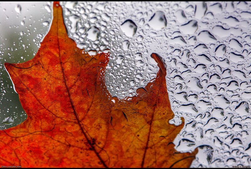 Fallen Maple Leaf — Orange