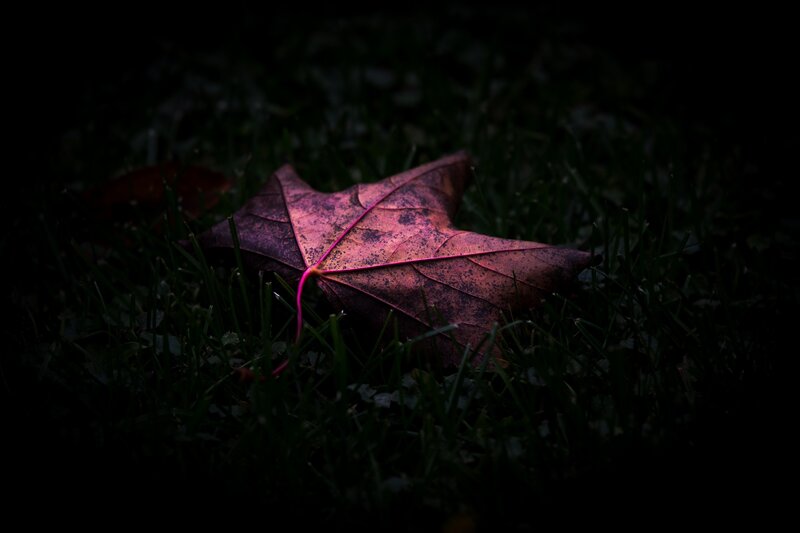 Fallen Maple Leaf — Purple