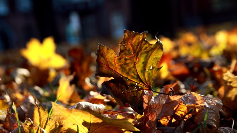Fallen Maple Leaf