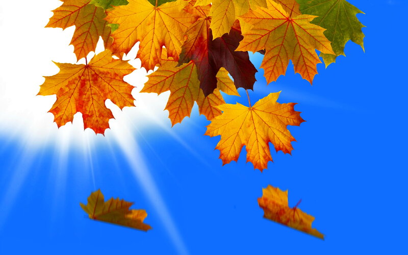 Fallen Maple Leaves — Blue
