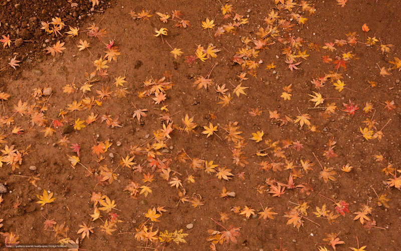 Fallen Maple Leaves — Brown, Calm, Autumn, Photograph