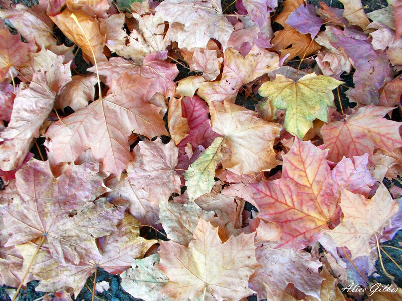 Fallen Maple Leaves — Brown, Calm, Autumn