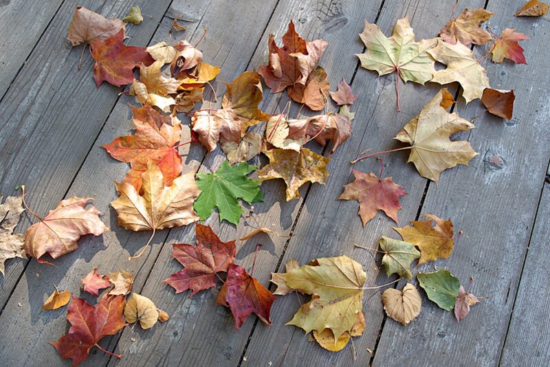 Fallen Maple Leaves — Brown, Calm