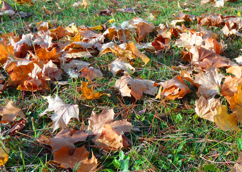Fallen Maple Leaves — Brown