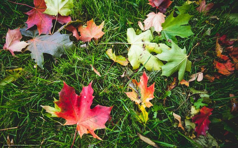 Fallen Maple Leaves — Green, Calm, Autumn