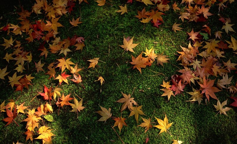 Fallen Maple Leaves — Green, Serene, Autumn, Photograph