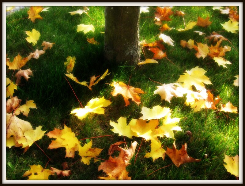 Fallen Maple Leaves — Green, Serene