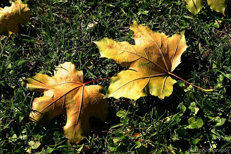Fallen Maple Leaves — Green