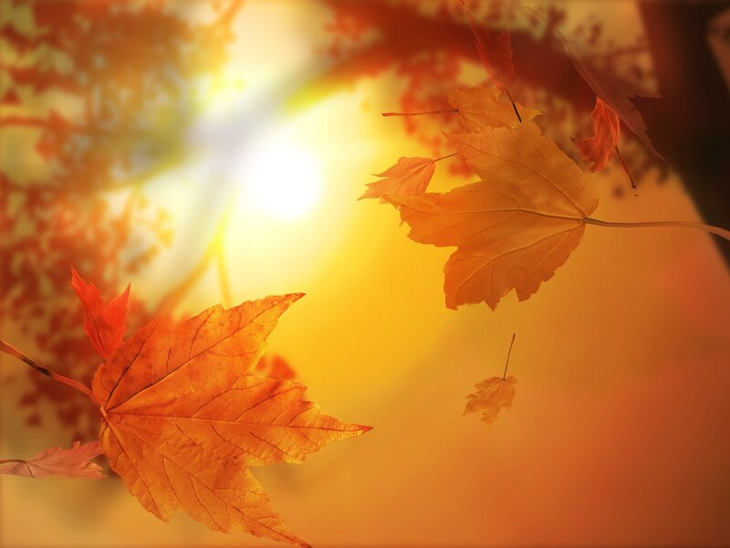 Fallen Maple Leaves — Orange, Serene, Autumn, Photograph