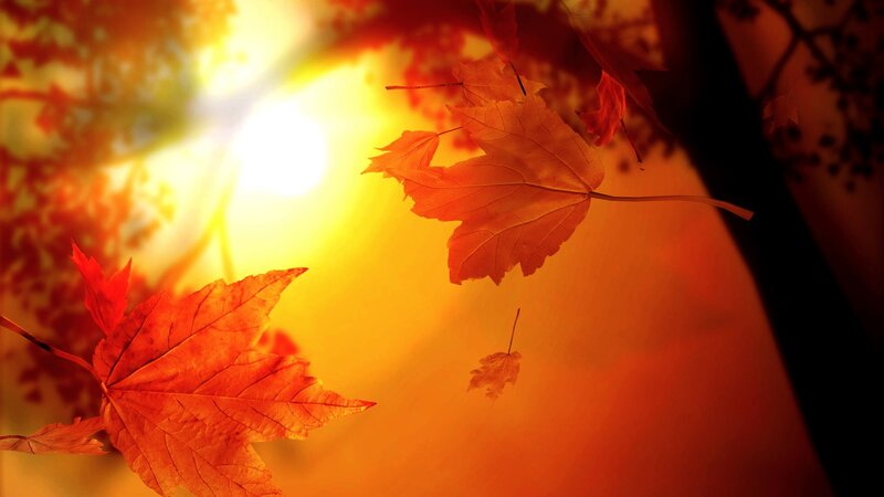 Fallen Maple Leaves — Orange, Serene, Sunset