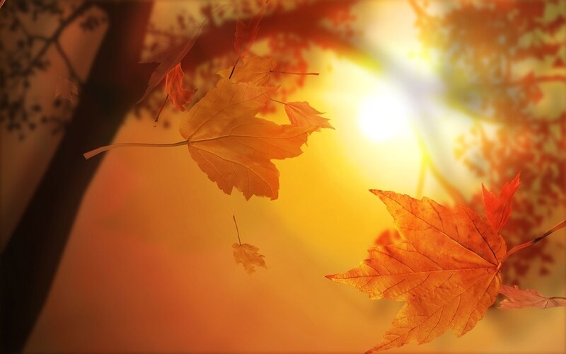 Fallen Maple Leaves — Orange, Serene