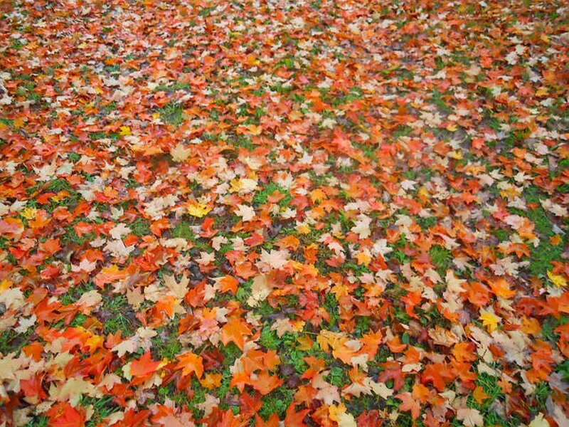 Fallen Maple Leaves — Orange