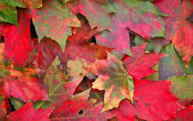 Fallen Maple Leaves — Red, Calm, Autumn, Photograph, Autumn Colors, Ground