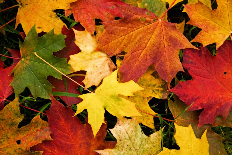 Fallen Maple Leaves — Red, Calm, Autumn, Photograph, Grass, Autumn Colors