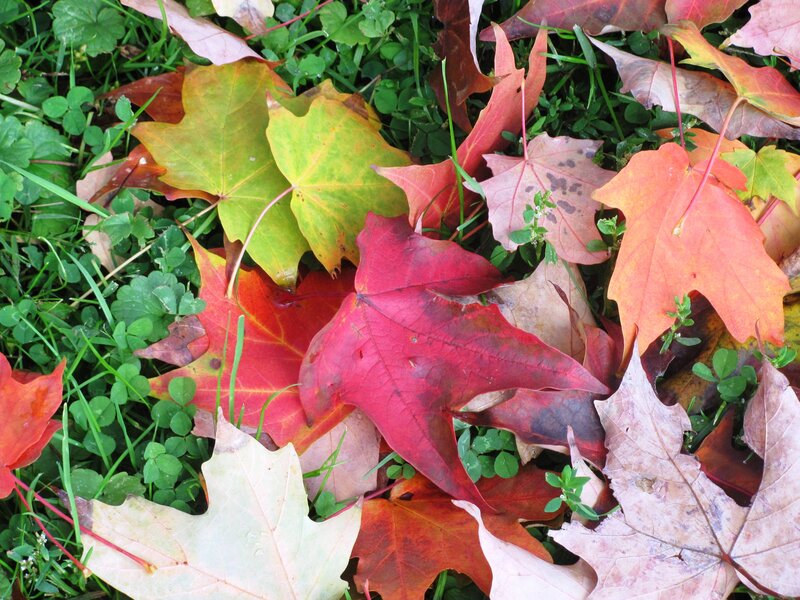 Fallen Maple Leaves — Red, Calm, Autumn, Photograph, Grass, Clover