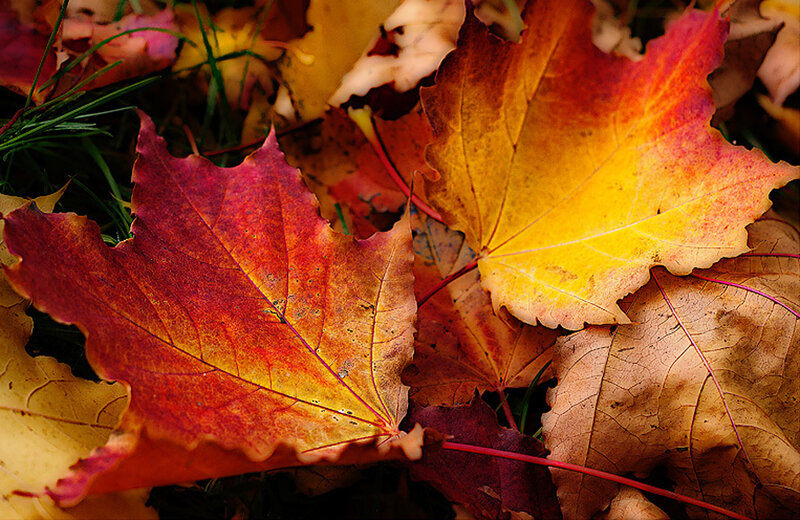 Fallen Maple Leaves — Red, Calm, Autumn, Photograph, Grass, Sunlight
