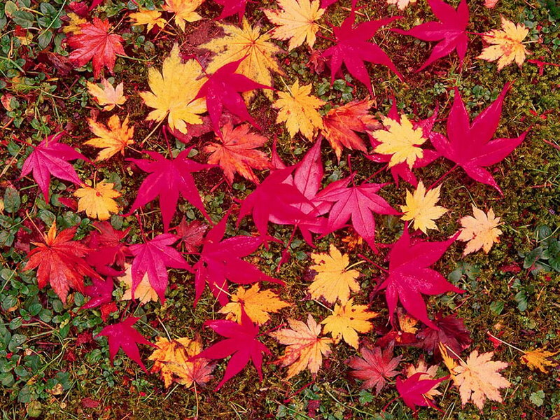 Fallen Maple Leaves — Red, Calm, Autumn, Photograph, Grass