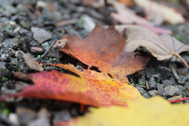 Fallen Maple Leaves — Red, Calm, Autumn, Photograph, Gravel
