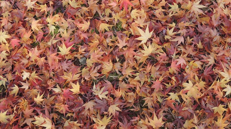 Fallen Maple Leaves — Red, Calm, Autumn, Photograph, Ground, Moss