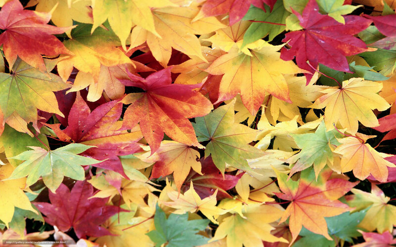 Fallen Maple Leaves — Red, Calm, Autumn, Photograph, Ground