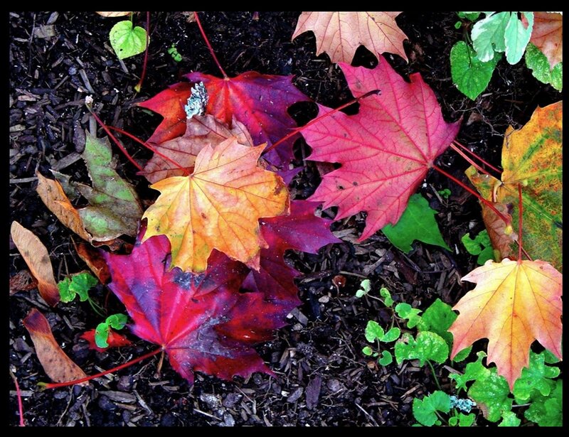 Fallen Maple Leaves — Red, Calm, Autumn, Photograph, Soil