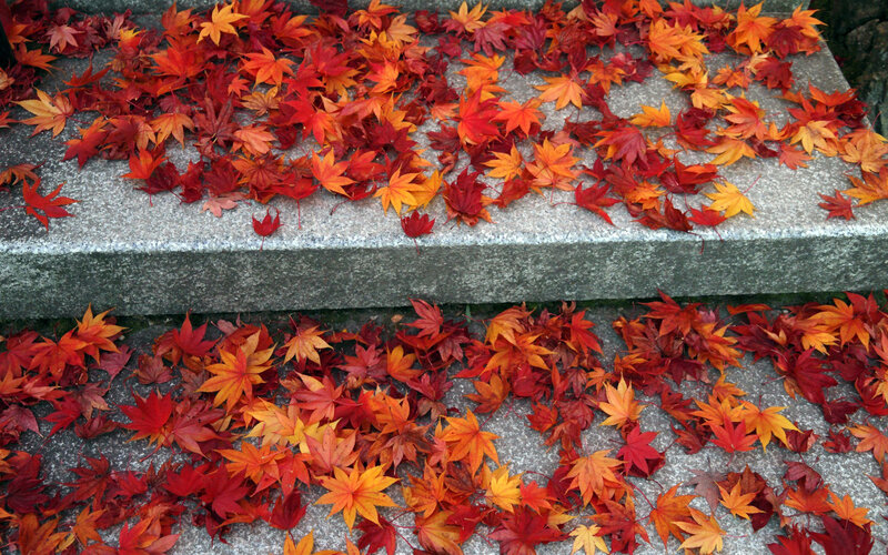 Fallen Maple Leaves — Red, Calm, Autumn, Photograph, Stairs