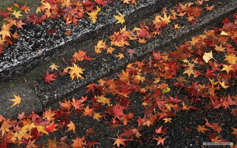 Fallen Maple Leaves — Red, Calm, Autumn, Photograph