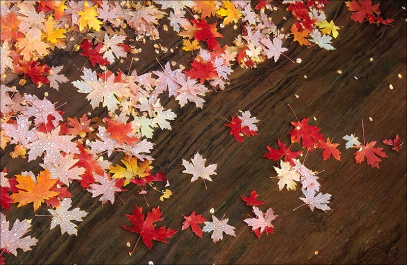 Fallen Maple Leaves — Red, Calm, Autumn, Photograph, Wood Surface
