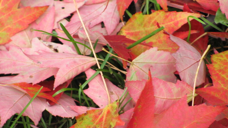 Fallen Maple Leaves — Red, Calm, Autumn