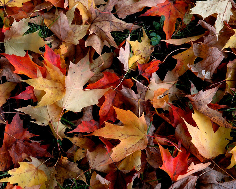 Fallen Maple Leaves — Red, Calm