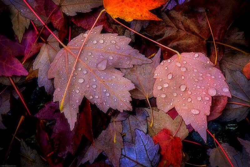 Fallen Maple Leaves — Red, Dramatic, Autumn