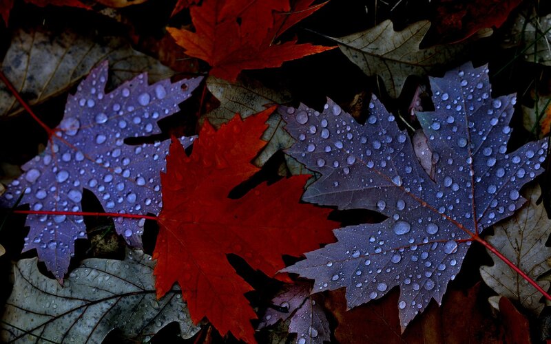 Fallen Maple Leaves — Red, Dramatic