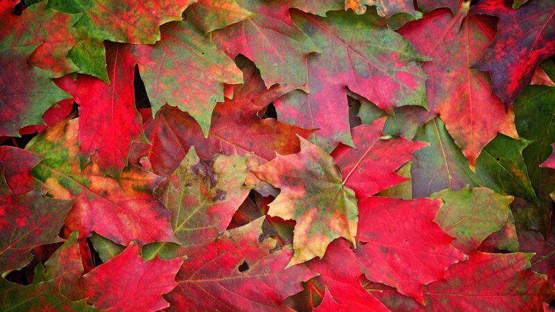 Fallen Maple Leaves — Red, Natural, Autumn, Photograph