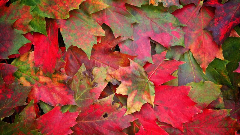 Fallen Maple Leaves — Red, Natural, Autumn