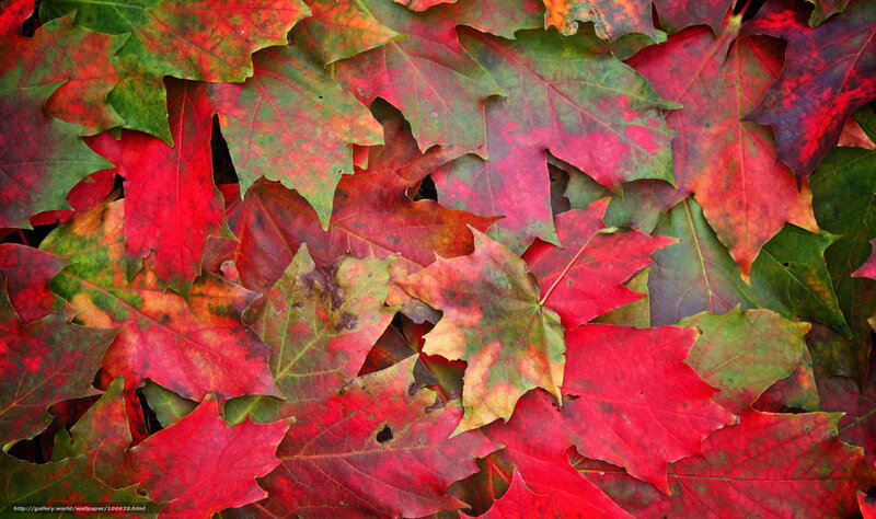 Fallen Maple Leaves — Red, Natural