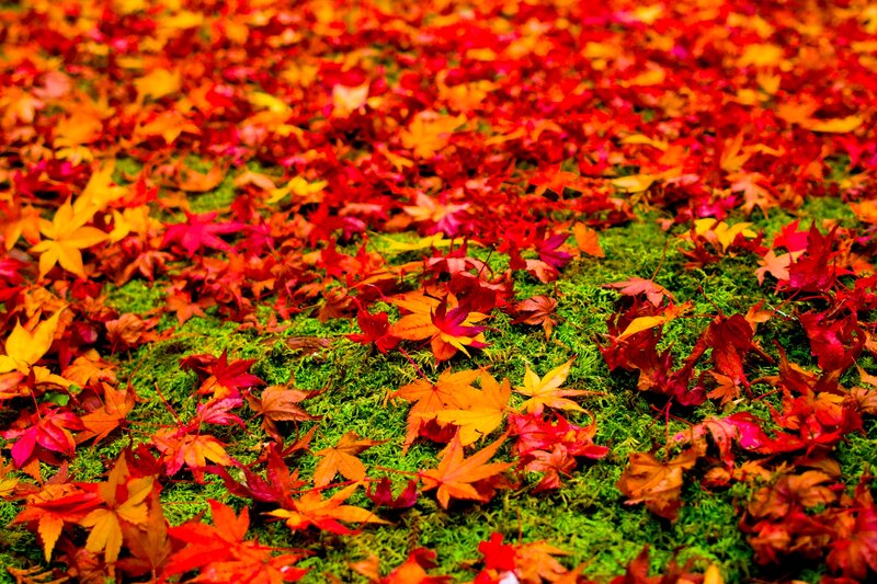 Fallen Maple Leaves — Red, Serene, Autumn, Photograph, Moss