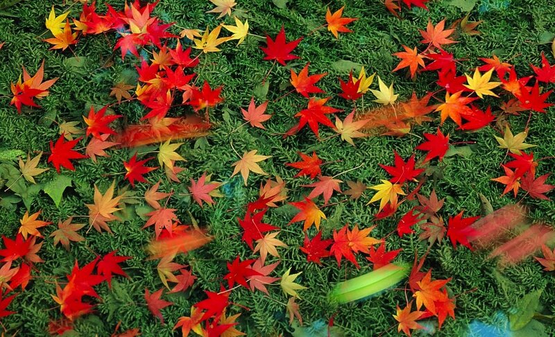 Fallen Maple Leaves — Red, Serene, Autumn, Photograph