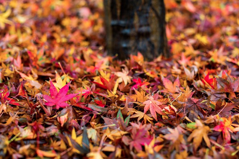 Fallen Maple Leaves — Red, Serene, Autumn, Photograph, Tree Trunk